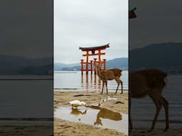 A Duck Meets a Deer at Japan’s Floating Shrine 🦆⛩️
