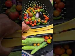 A mini harvest in the garden