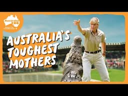 Meet our female crocs | Australia Zoo Life