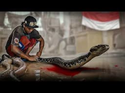 The Python Gold Rush: Indonesia’s Secret Million-Dollar Skin Trade