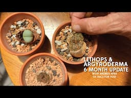 Lithops and Argyroderma: New growth update