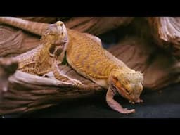 Bearded Dragons Need This Diet