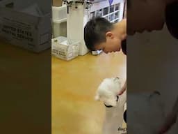 Cute Dog is So Happy after Grooming! #lovetogroom
