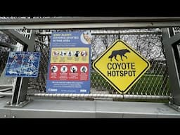 SIGNAGE NOT DETERING COYOTES: Varmints coming closer to human contact and attacks