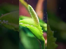 Plants flower underwater  #aquascape #aquariumplants#aquarium