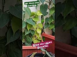 🌿அட money plant இப்படியும் வளர்க்கலாமா? idea  புதுசா இருக்கே #shorts#garden #plants