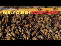 Did the Bees Accept or Reject the Hawaiian Queens?
