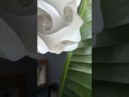Wow! I can hear my Bird of Paradise plant growing in real time (shh, listen quietly) #nature #plants