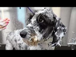 This Dalmatian Poodle's Makeover Left Us SHOOK 👗🐩✨