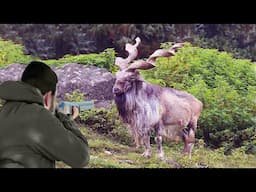 Hunting Australian wild goats to reduce their harmful impact on wildlife
