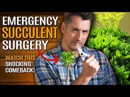 Rescuing Bruno: How to Save a Struggling Succulent & Double Your Plants!