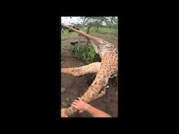 Saving a Speared Giraffe | Sheldrick Trust