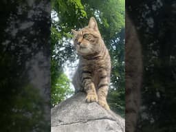 Street cat meow ask for food