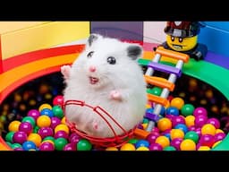 The World of Hamster Mazes✨ - Hamster Cute pets Maze #hamsterescape #mazediytraps #70