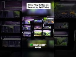 Bristlenose Plecos: The ULTIMATE Algae Cleaners for Fish Tanks!