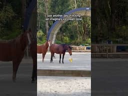 He's Such A Goof! 🍦  #horses #silly #shortsfeed