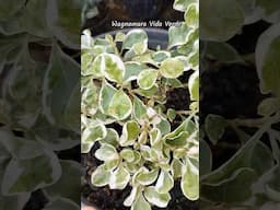 Você irá se encantar com essas Plantas