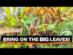 Uncovering my Banana Plants - Musa basjoo, Ensete & 'Tibet' Spring Update