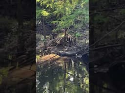 Wild Florida