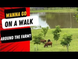 Let’s Go For A Fun Walk Around The Farm Cows, Chickens, Guineas, Flowers & Our Log Cabin