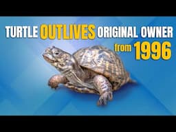 Beloved Turtle Outlives Original Owner from 1996 Then Travels from Alaska to New Jersey! + more