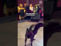 Paws for the Cause: When Your Drum Solo Gets Hijacked by a Four-Legged Fan 🐾🥁
