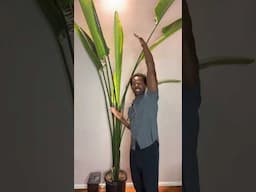 How to fix this Bird of Paradise #houseplants #birdofparadise #indoorplant