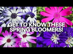 Add These to Your Garden for Spring Flowers (and Fall Too!) | Senetti Pericallis