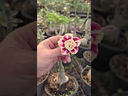 Curta a beleza dessa Rosa do deserto, digita eu quero que mando link #shorts