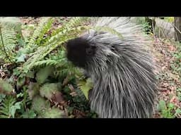 Adorable Porcupine Forages For Wild Plants