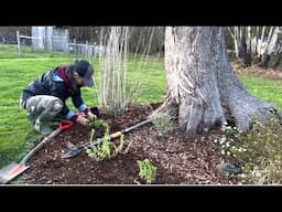 A Day Of Garden Cleanup + Planting 9 Heat And Drought-Tolerant Perennials