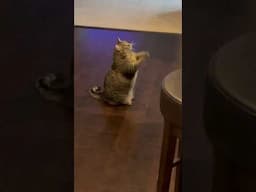 Lilly Cat over doing the begging