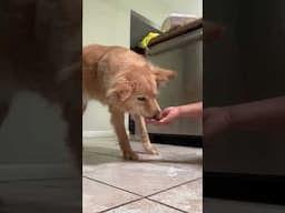 Put your paws together for this good boy