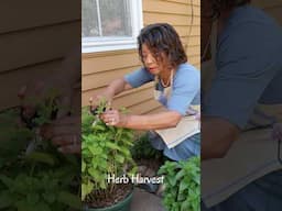 STOP Buying Herbs and Start PLANTING