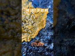 The Last Of Us IRL: Slime Mold Plasmodium In Timelapse