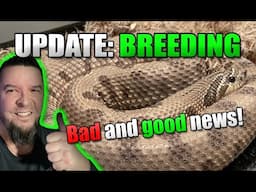 Breeding Update: Bad news and GOOD news!