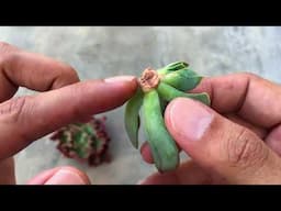 THIS IS SOMETHING I CANT TEACH YOU  ABOUT SUCCULENTS | ITS ALL ABOUT RIGHT TIMING