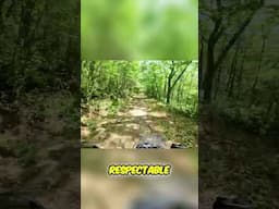 Epic Forest Trail Ride: Soft Bottoms & Firm Holds!