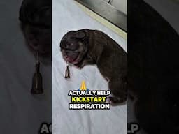 Ren Zhong Point to help a pup that isn't breathing