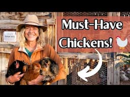 My ALL-TIME Favorite Chicken Breeds!  🐓 🐔