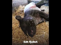 Tapirunge update