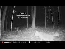 Coyotes Teasing our Great Pyrenees again! Guard Dog at Work - Backyard Trail Camera