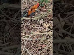 wild rooster hunt #giantanimal #fishing