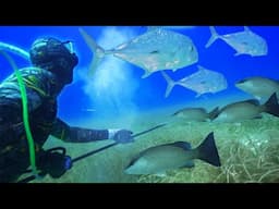 Remote Island Adventure! BIG FISH On Polespear!