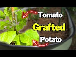 The CRAZIEST Graft You’ve Ever Seen (It Actually Works)