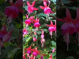 Best Shade Flowers for Containers | Bright Blooms for Shady Spots