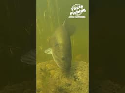 Big Bass Bite! #shorts