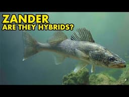 Are Zander Hybrids? : FISH MYTHS UK