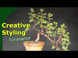 Styling a complex Juniper Bonsai