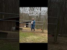 The Homesteading Sounds #homestead  #lulishomestead  #goats #asmr #shorts